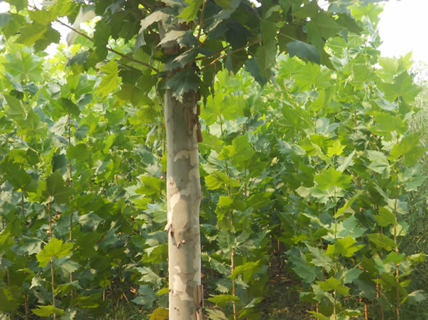 法桐苗木种植养护技巧