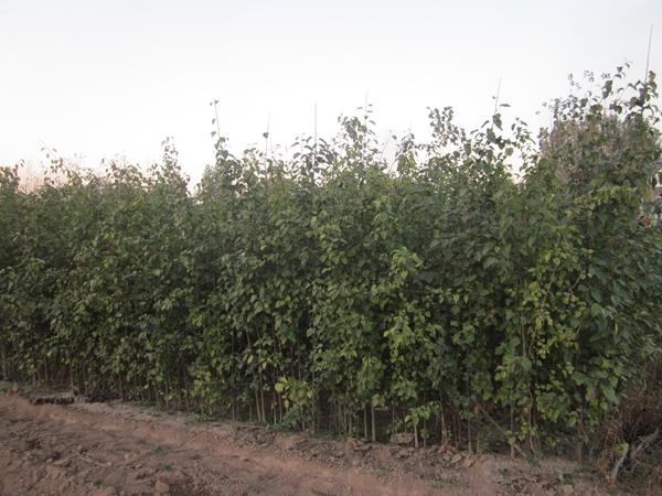 金叶复叶槭虫害的防治措施